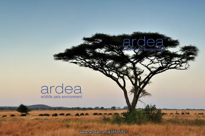 : Wildebeest : Wildebeest