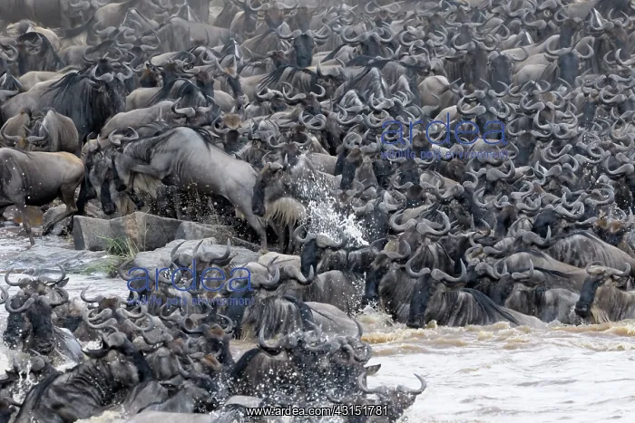  : Wildebeest