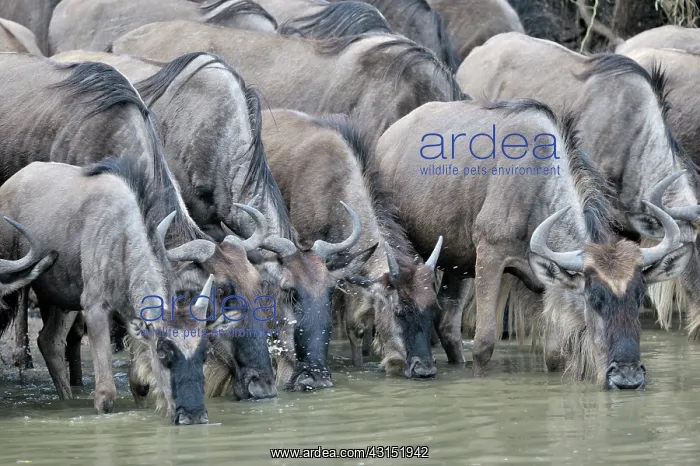 : Wildebeest : Wildebeest