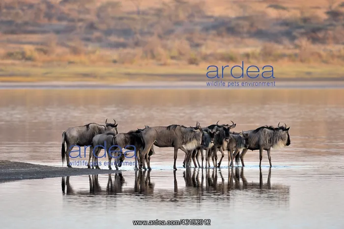 : Wildebeest : Wildebeest