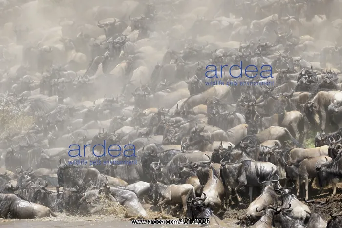 : Wildebeest : Wildebeest