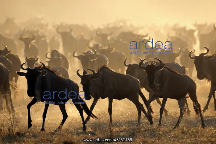 : Wildebeest : Wildebeest
