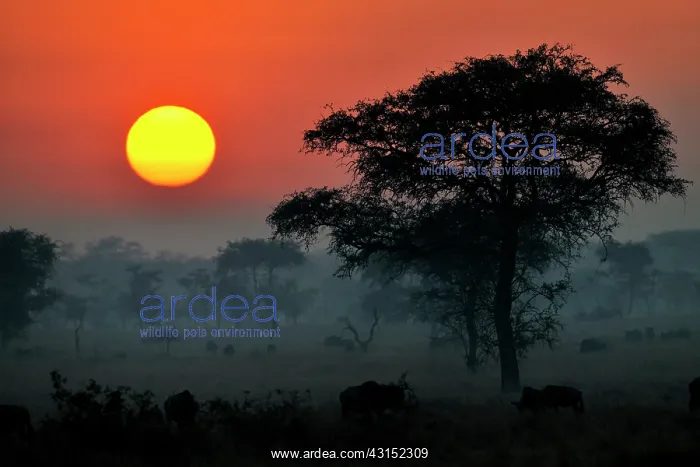  : Wildebeest
