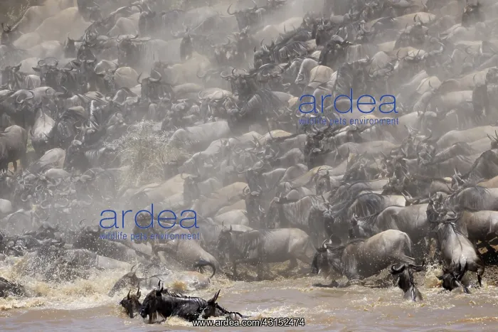 : Wildebeest : Wildebeest