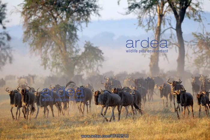 : Wildebeest : Wildebeest