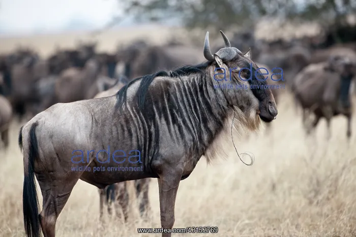 : Wildebeest : Wildebeest