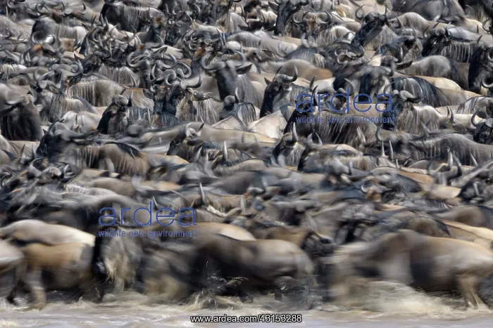 : Wildebeest : Wildebeest