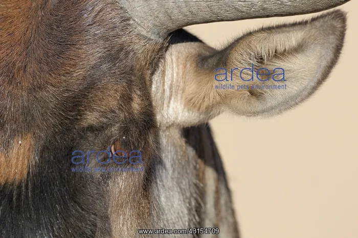 : Wildebeest : Wildebeest