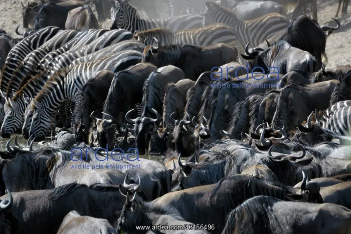 : Wildebeest : Wildebeest
