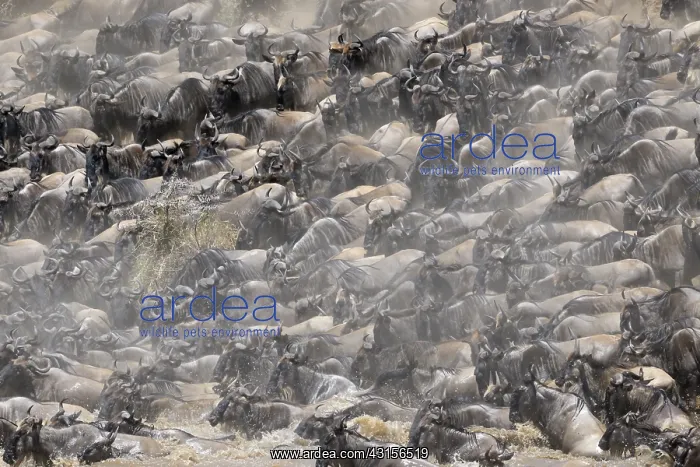 : Wildebeest : Wildebeest