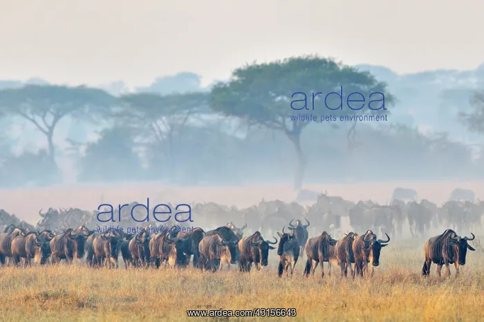 : Wildebeest : Wildebeest