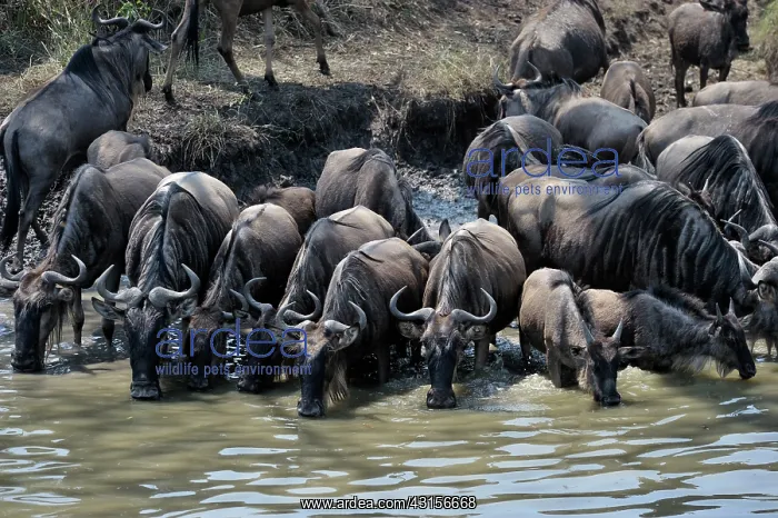 : Wildebeest : Wildebeest