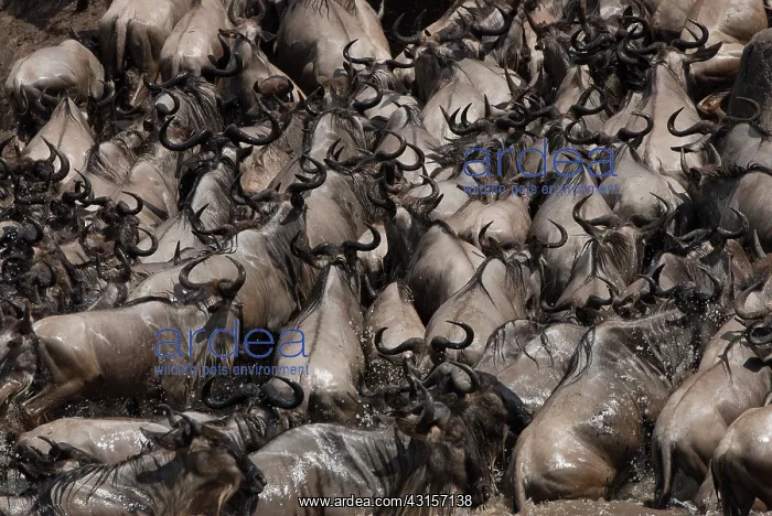  : Wildebeest