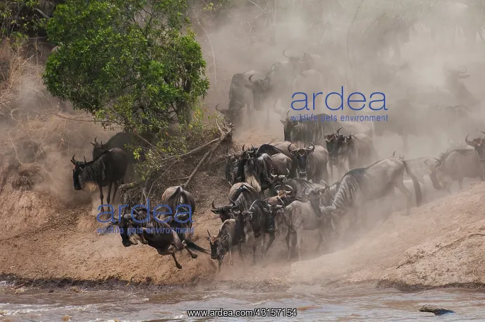 : Wildebeest : Wildebeest
