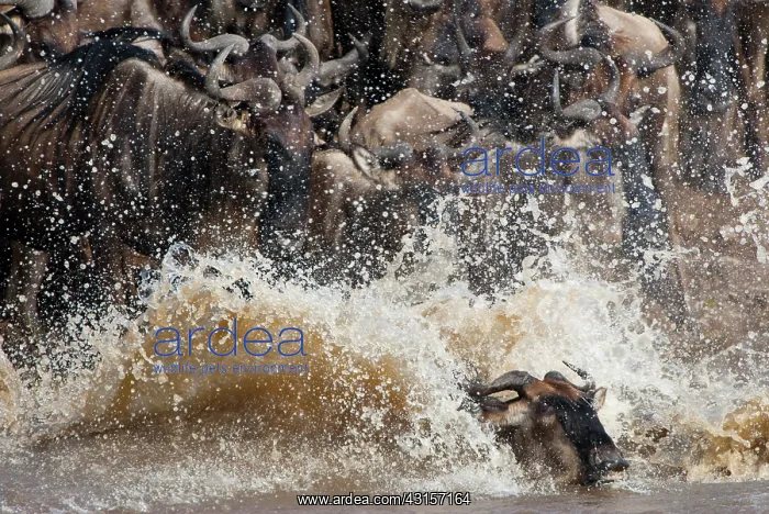 : Wildebeest : Wildebeest