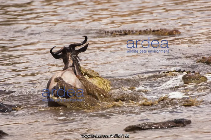 : Wildebeest : Wildebeest