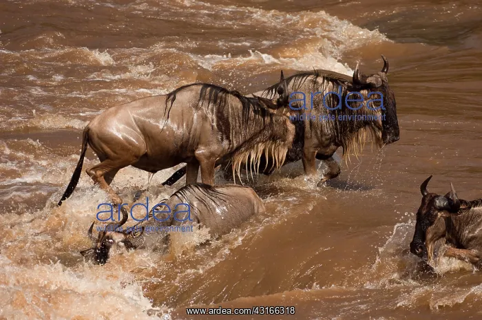 : Wildebeest : Wildebeest