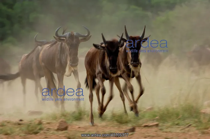 : Wildebeest : Wildebeest