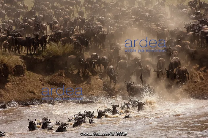 : Wildebeest : Wildebeest