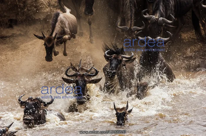: Wildebeest : Wildebeest