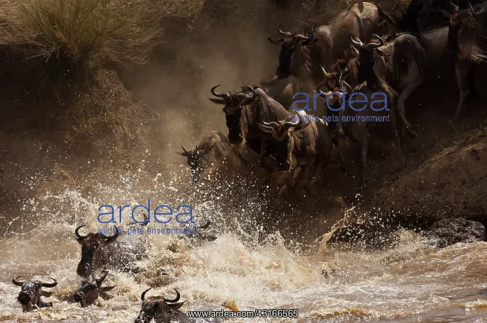: Wildebeest : Wildebeest