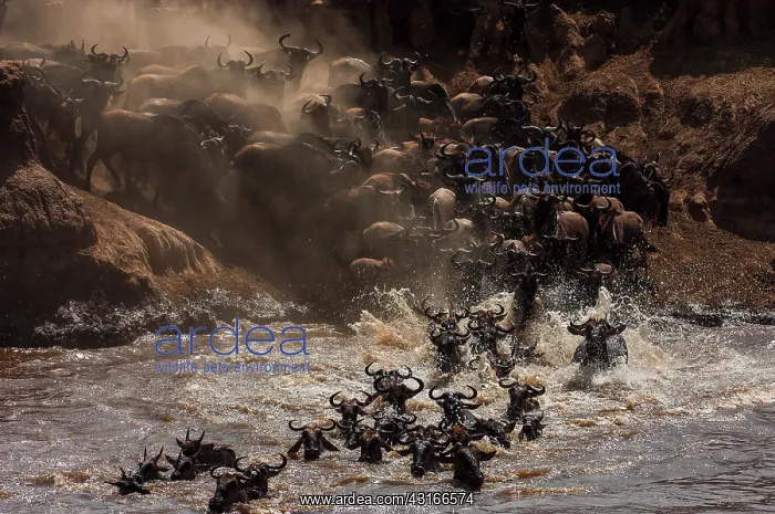: Wildebeest : Wildebeest