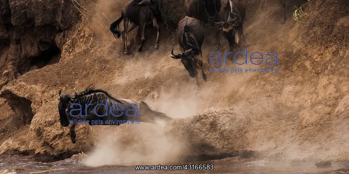 : Wildebeest : Wildebeest