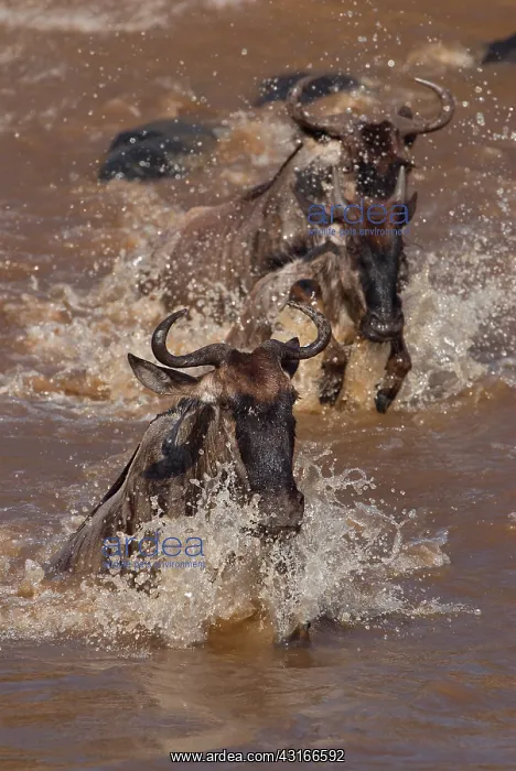  : Wildebeest