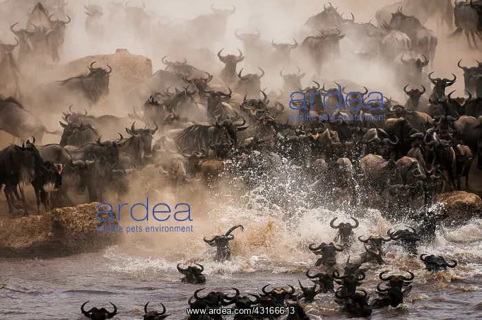 : Wildebeest : Wildebeest