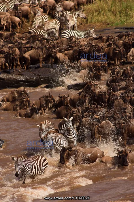 : Wildebeest : Wildebeest