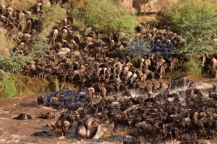: Wildebeest : Wildebeest
