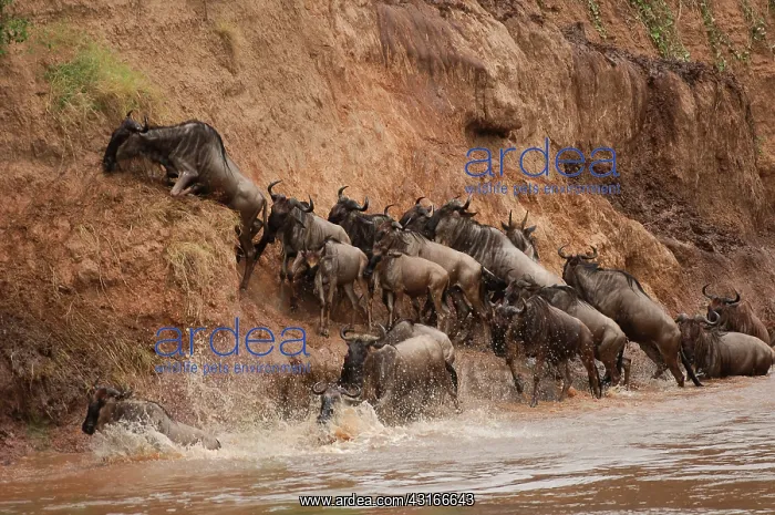: Wildebeest : Wildebeest