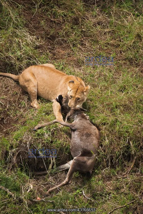 : Wildebeest : Wildebeest