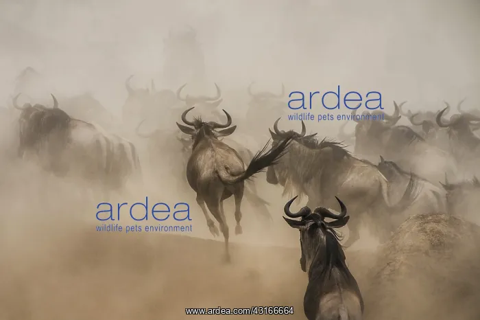 : Wildebeest : Wildebeest