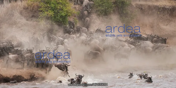 : Wildebeest : Wildebeest
