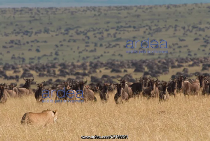 : Wildebeest : Wildebeest