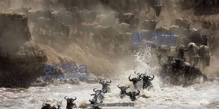 : Wildebeest : Wildebeest
