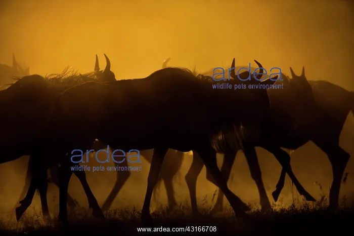 : Wildebeest : Wildebeest