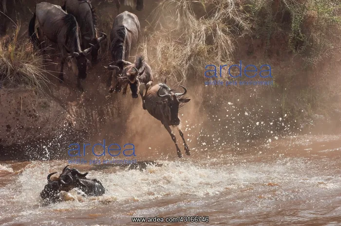  : Wildebeest
