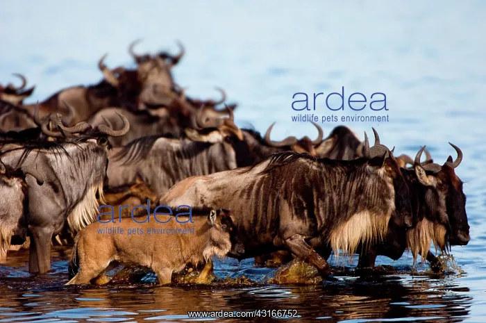 : Wildebeest : Wildebeest