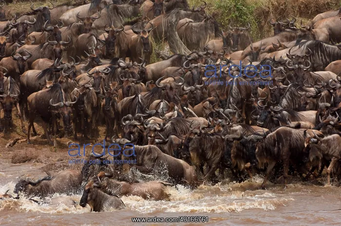 : Wildebeest : Wildebeest