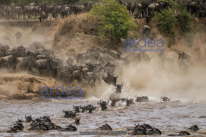 : Wildebeest : Wildebeest