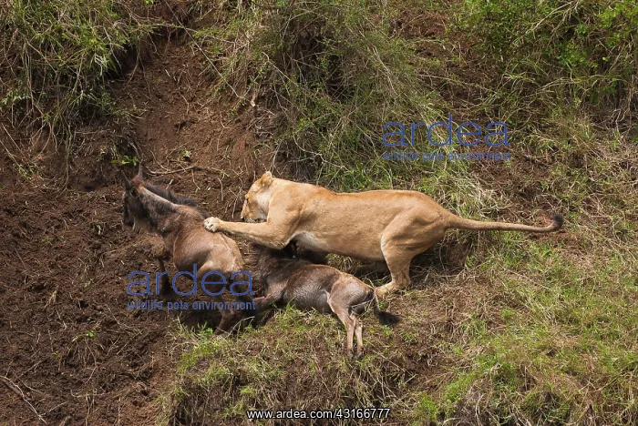 : Wildebeest : Wildebeest