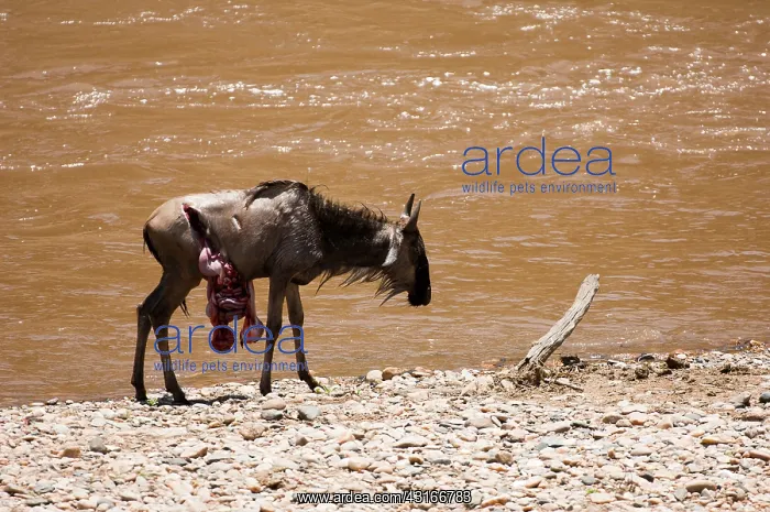 : Wildebeest : Wildebeest