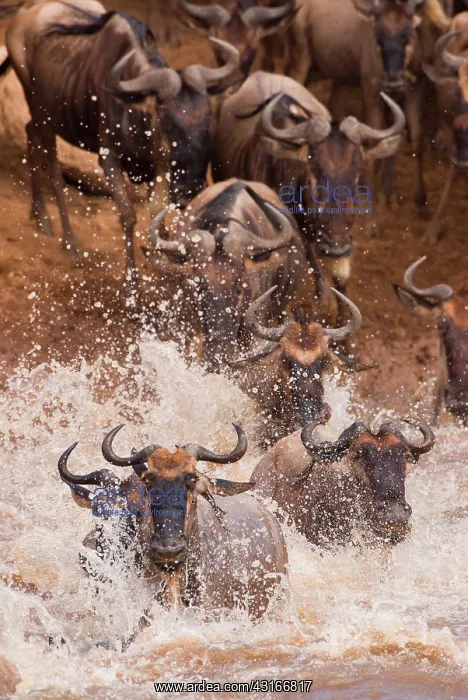 : Wildebeest : Wildebeest