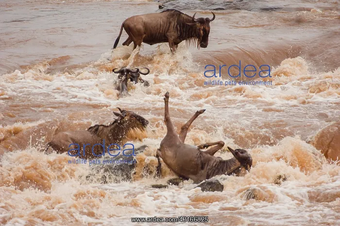 : Wildebeest : Wildebeest