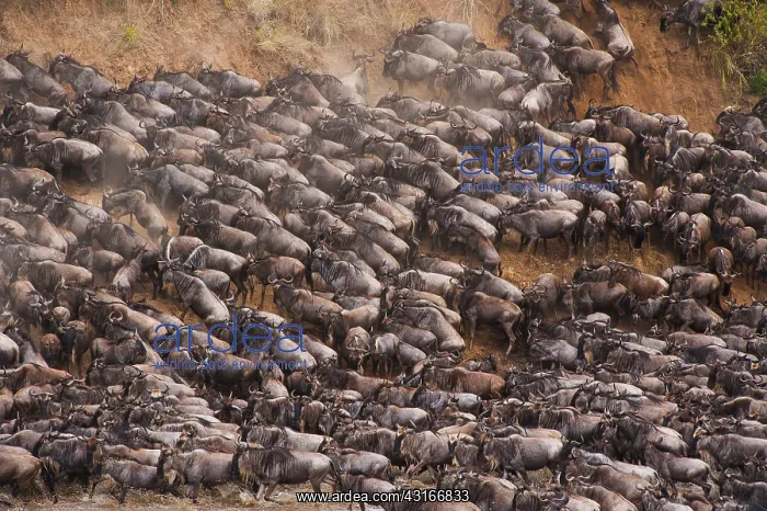 : Wildebeest : Wildebeest