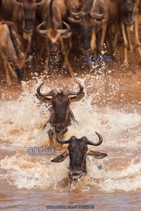 : Wildebeest : Wildebeest