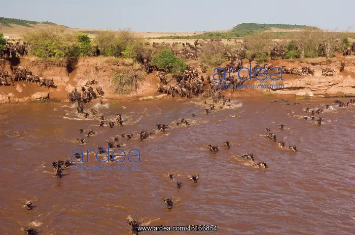 : Wildebeest : Wildebeest
