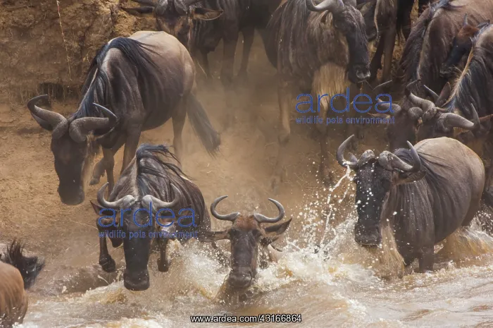 : Wildebeest : Wildebeest